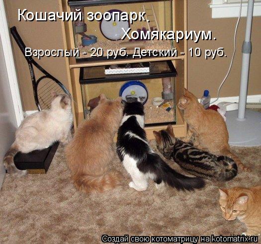 Кошачий зоопарк . Хомякариум. Взрослый - 20 руб. Детский - 10 руб.... Котоматрица: Кошачий зоопарк . Хомякариум. Взрослый - 20 руб. Детский - 10 руб.
