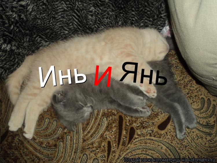 Котоматрица: И Янь Инь