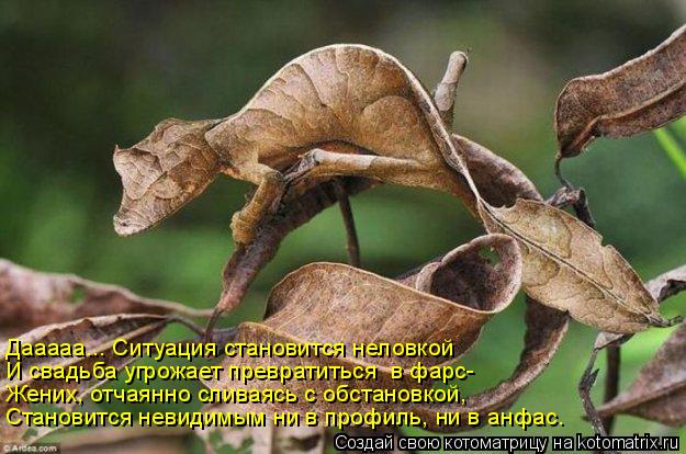 Дааааа... Ситуация становится неловкой И свадьба угрожает превратиться в фарс- Жених, отчаянно слива... Котоматрица: Дааааа... Ситуация становится неловкой И свадьба угрожает превратиться в фарс- Жених, отчаянно сливаясь с обстановкой, Становится невидимы
