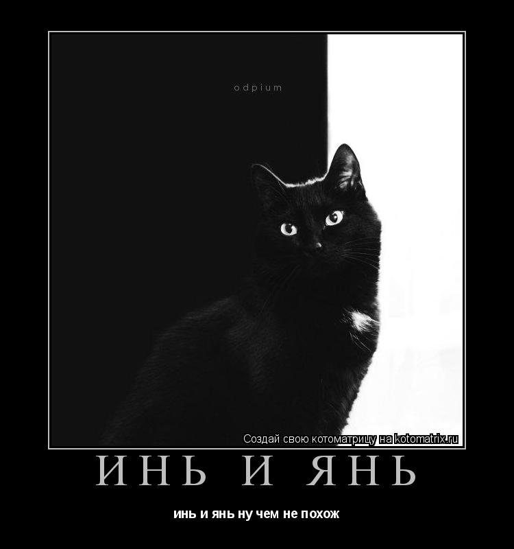 Котоматрица: инь и янь инь и янь ну чем не похож