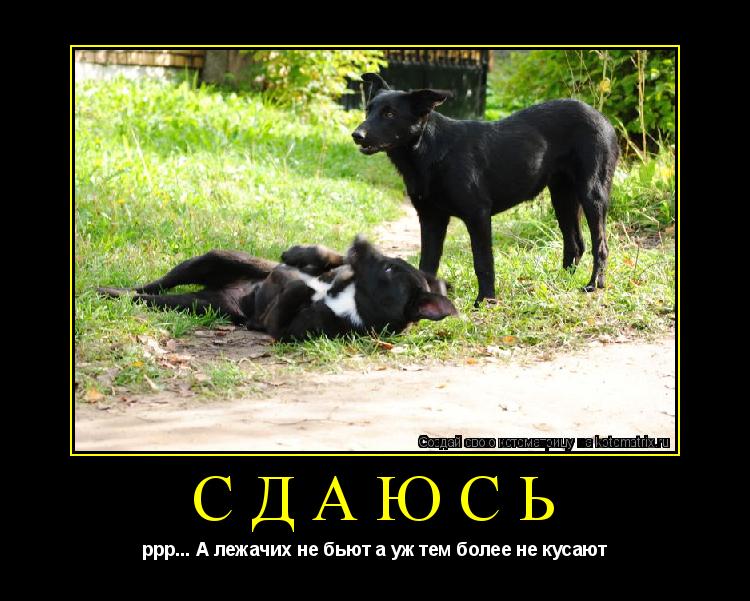 СДАЮСЬ ррр... А лежачих не бьют а уж тем более не кусают... Котоматрица: СДАЮСЬ ррр... А лежачих не бьют а уж тем более не кусают
