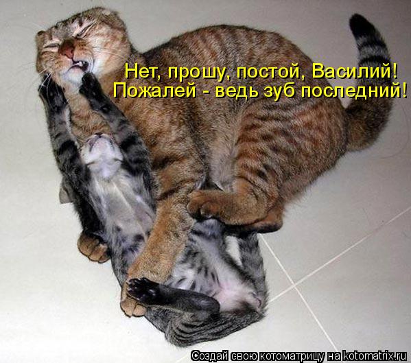 Пожалей - ведь зуб последний! Нет, прошу, постой, Василий!... Котоматрица: Пожалей - ведь зуб последний! Нет, прошу, постой, Василий!