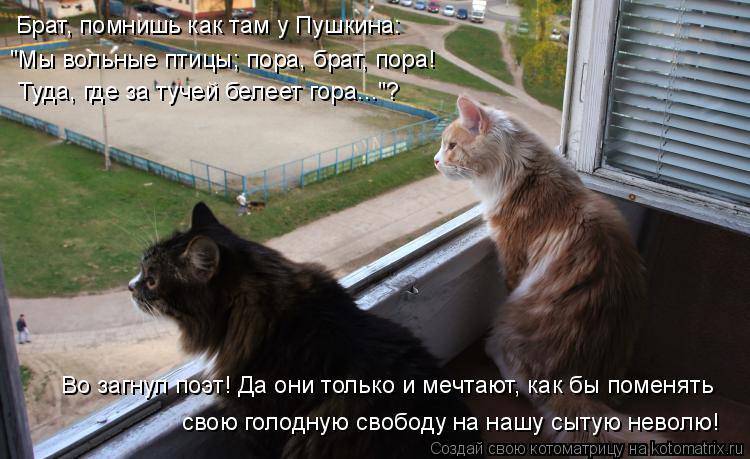 Котоматрица: Брат, помнишь как там у Пушкина: "Мы вольные птицы; пора, брат, пора! Туда, где за тучей белеет гора..."? Во загнул поэт! Да они только и мечтают, к