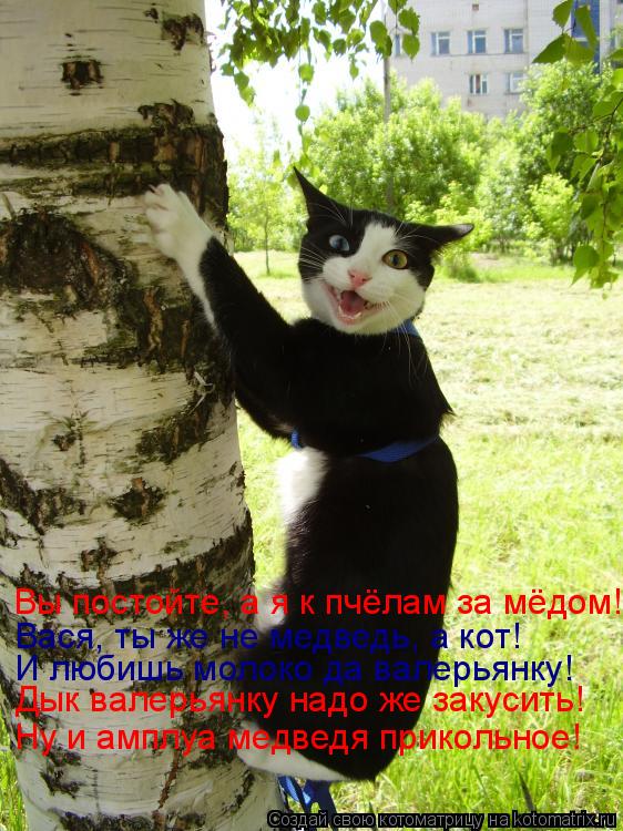 Вы постойте, а я к пчёлам за мёдом! Вася, ты же не медведь, а кот! И любишь молоко да валерьянку! Дык... Котоматрица: Вы постойте, а я к пчёлам за мёдом! Вася, ты же не медведь, а кот! И любишь молоко да валерьянку! Дык валерьянку надо же закусить! Ну и амплуа ме