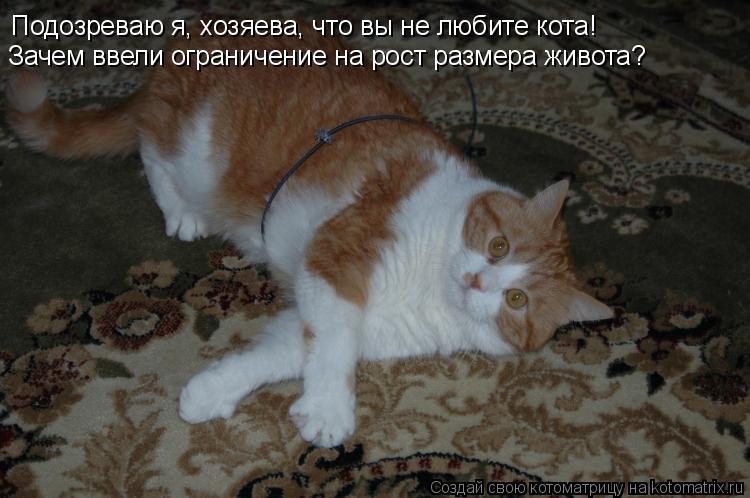 Подозреваю я, хозяева, что вы не любите кота! Зачем ввели ограничение на рост размера живота?... Котоматрица: Подозреваю я, хозяева, что вы не любите кота! Зачем ввели ограничение на рост размера живота?