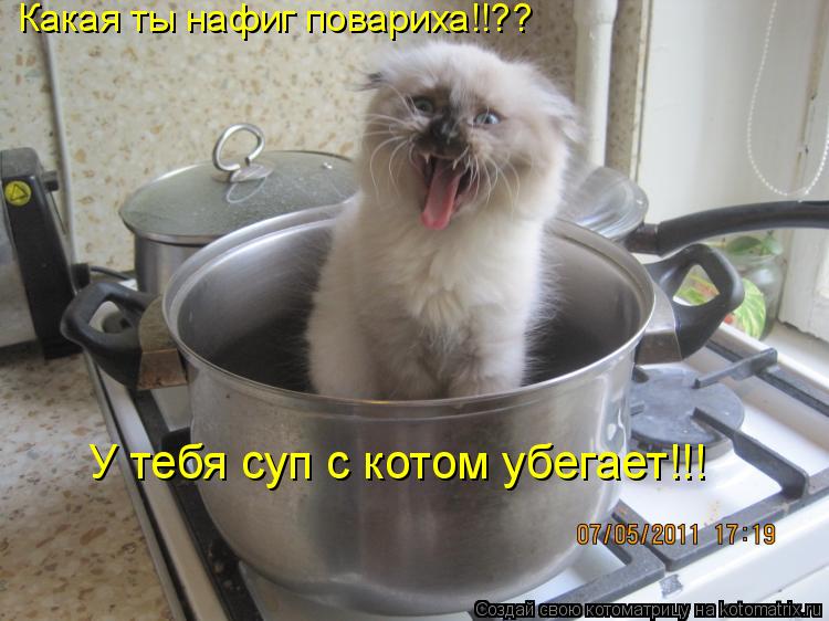 Какая ты нафиг повариха!!?? У тебя суп с котом убегает!!!... Котоматрица: Какая ты нафиг повариха!!?? У тебя суп с котом убегает!!!