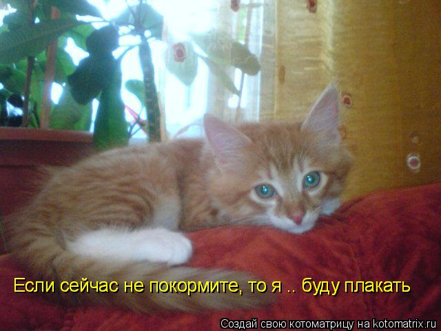 Если сейчас не покормите, то я .. буду плакать Если сейчас не покормите, то я .. буду плакать... Котоматрица: Если сейчас не покормите, то я .. буду плакать Если сейчас не покормите, то я .. буду плакать