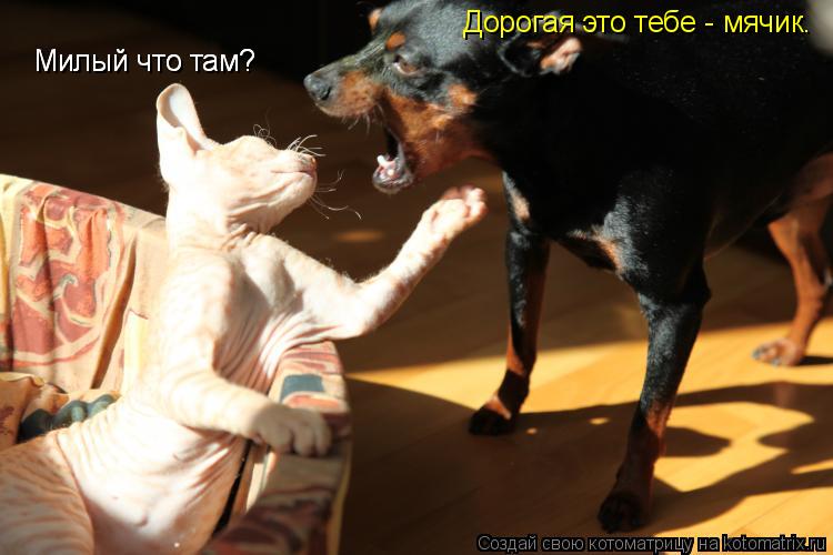 Милый что там? Милый что там? Дорогая это тебе - мячик.... Котоматрица: Милый что там? Милый что там? Дорогая это тебе - мячик.