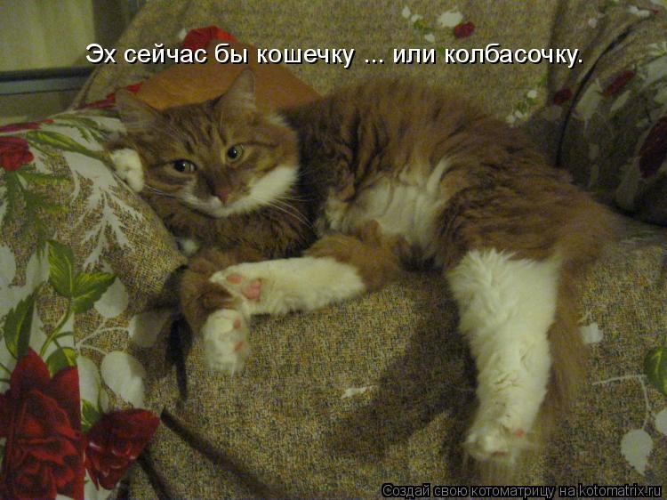 Эх сейчас бы кошечку ... или колбасочку.... Котоматрица: Эх сейчас бы кошечку ... или колбасочку.