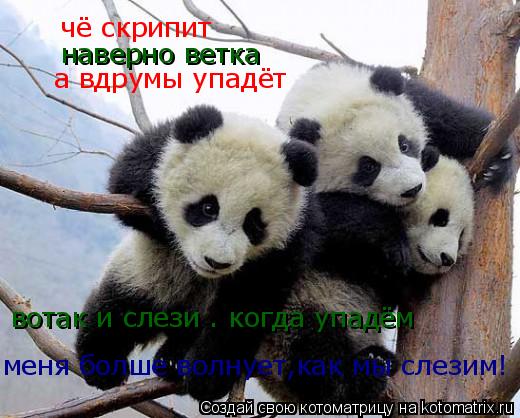 чё скрипит наверно ветка а вдрумы упадёт меня болше волнует,как мы слезим! вотак и слези . когда упад... Котоматрица: чё скрипит наверно ветка а вдрумы упадёт меня болше волнует,как мы слезим! вотак и слези . когда упадём