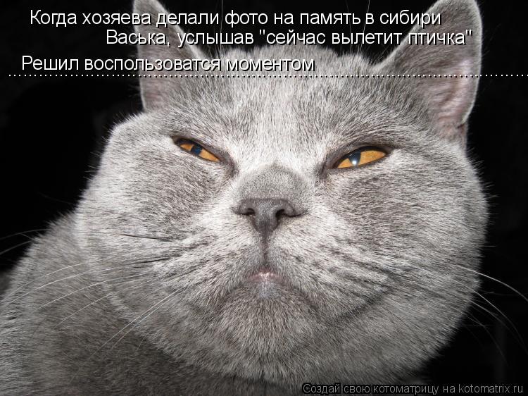 Когда хозяева делали фото на память в сибири Васька, услышав "сейчас вылетит птичка" Решил воспользов... Котоматрица: Когда хозяева делали фото на память в сибири Васька, услышав "сейчас вылетит птичка" Решил воспользоватся моментом ...................................