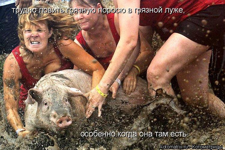 трудно ловить грязную поросю в грязной луже, особенно когда она там есть... Котоматрица: трудно ловить грязную поросю в грязной луже, особенно когда она там есть