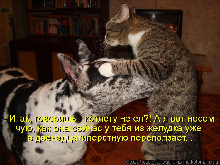 Котоматрица: - Итак, говоришь - котлету не ел?! А я вот носом чую, как она сейчас у тебя из желудка уже в двенадцатиперстную переползает...