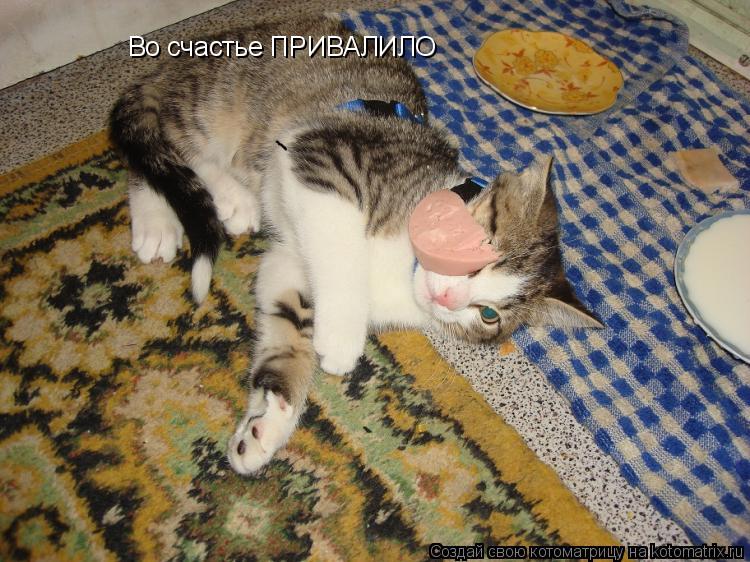Во счастье ПРИВАЛИЛО... Котоматрица: Во счастье ПРИВАЛИЛО