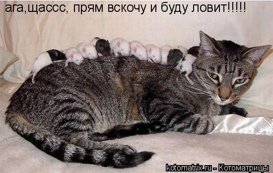ага,щассс, прям вскочу и буду ловит!!!!!... Котоматрица: ага,щассс, прям вскочу и буду ловит!!!!!
