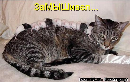 ЗаМЫШивел...... Котоматрица: ЗаМЫШивел...