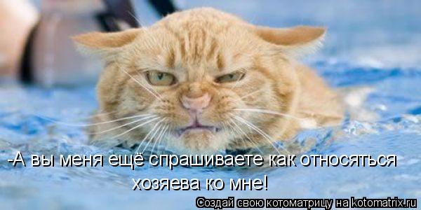 -А вы меня ещё спрашиваете как относяться хозяева ко мне!... Котоматрица: -А вы меня ещё спрашиваете как относяться хозяева ко мне!