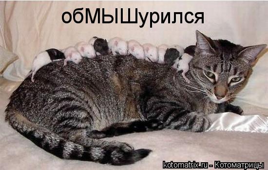 Котоматрица: обМЫШурился