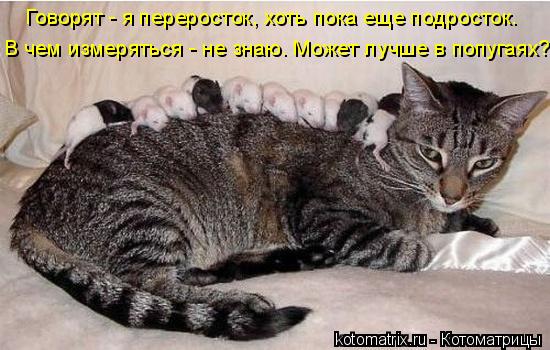 Говорят - я переросток, хоть пока еще подросток. В чем измеряться - не знаю. Может лучше в попугаях?... Котоматрица: Говорят - я переросток, хоть пока еще подросток. В чем измеряться - не знаю. Может лучше в попугаях?