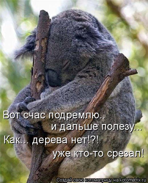 Вот счас подремлю.. и дальше полезу... Как... дерева нет!?! уже кто-то срезал!... Котоматрица: Вот счас подремлю.. и дальше полезу... Как... дерева нет!?! уже кто-то срезал!