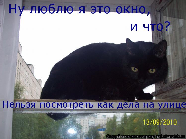 Ну люблю я это окно, и что? Нельзя посмотреть как дела на улице?... Котоматрица: Ну люблю я это окно, и что? Нельзя посмотреть как дела на улице?