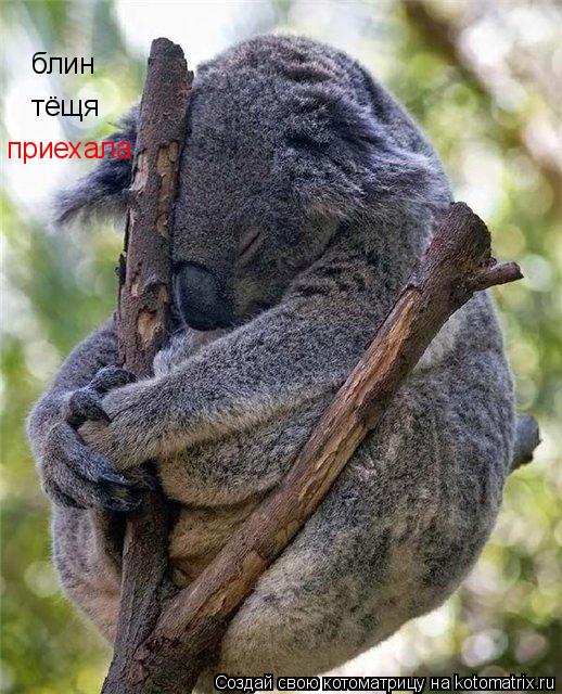 блин тёщя приехала... Котоматрица: блин тёщя приехала
