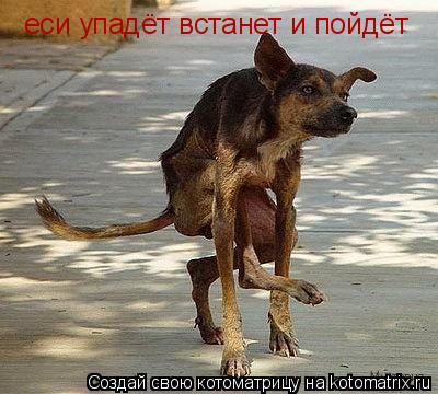 еси упадёт встанет и пойдёт... Котоматрица: еси упадёт встанет и пойдёт