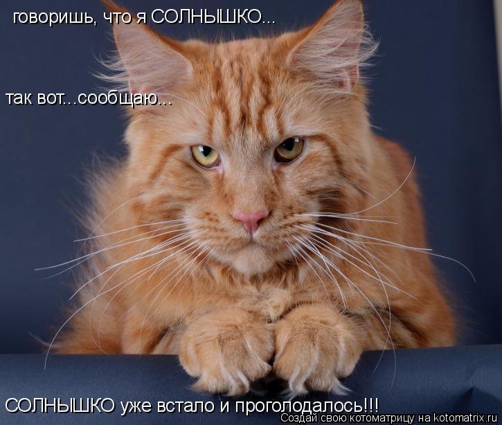 говоришь, что я СОЛНЫШКО... так вот...сообщаю... СОЛНЫШКО уже встало и проголодалось!!!... Котоматрица: говоришь, что я СОЛНЫШКО... так вот...сообщаю... СОЛНЫШКО уже встало и проголодалось!!!