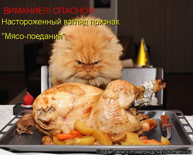 ВИМАНИЕ!!! ОПАСНО!!! Настороженный взгляд признак "Мясо-поедания"... Котоматрица: ВИМАНИЕ!!! ОПАСНО!!! Настороженный взгляд признак "Мясо-поедания"
