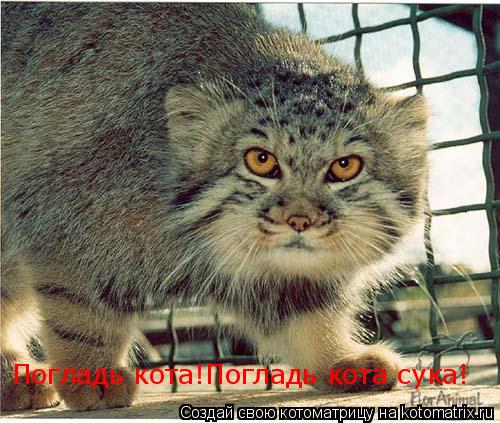 Погладь кота!Погладь кота сука!... Котоматрица: Погладь кота!Погладь кота сука!