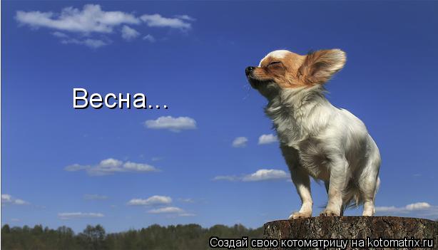 Весна...... Котоматрица: Весна...