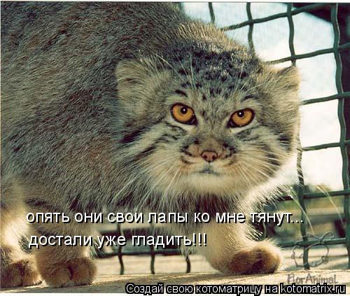 достали уже гладить!!! опять они свои лапы ко мне тянут...... Котоматрица: достали уже гладить!!! опять они свои лапы ко мне тянут...