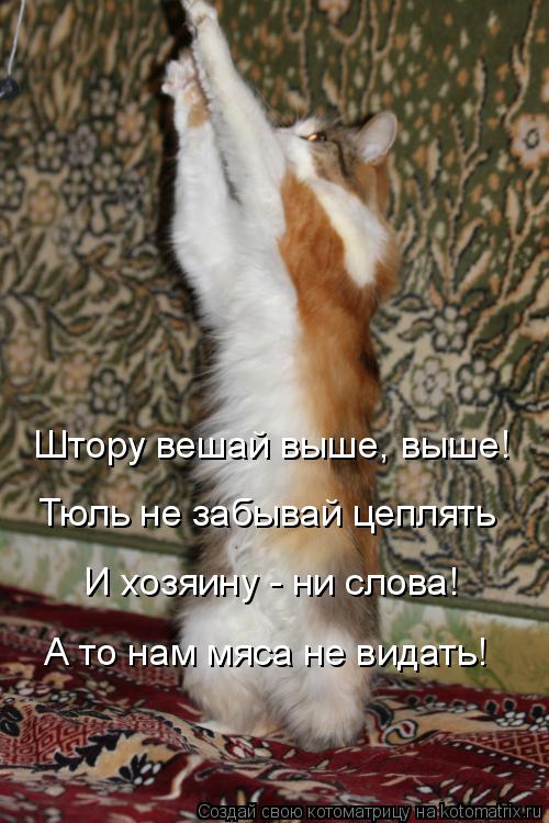 Штору вешай выше, выше! Тюль не забывай цеплять И хозяину - ни слова! А то нам мяса не видать!... Котоматрица: Штору вешай выше, выше! Тюль не забывай цеплять И хозяину - ни слова! А то нам мяса не видать!