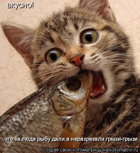вкусно! что за люди рыбу дали,а неразрезали грызи-грызи... Котоматрица: вкусно! что за люди рыбу дали,а неразрезали грызи-грызи