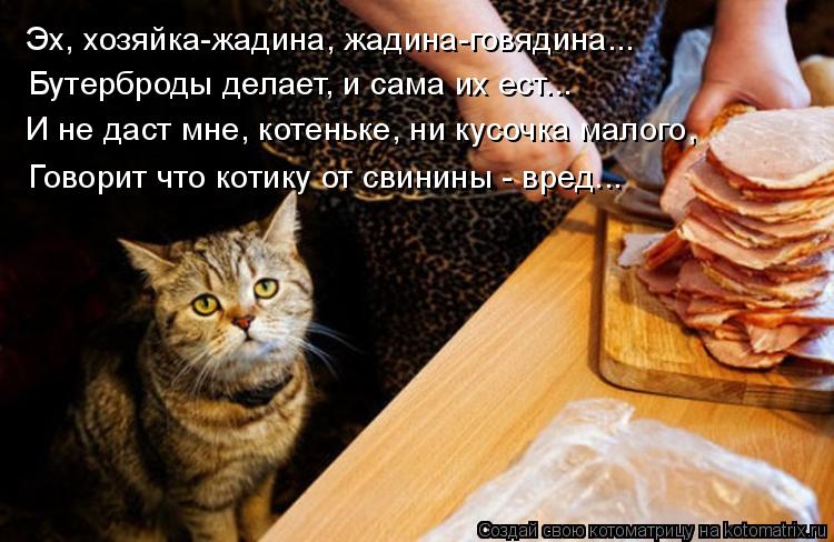 Эх, хозяйка-жадина, жадина-говядина... Бутерброды делает, и сама их ест... И не даст мне, котеньке, н... Котоматрица: Эх, хозяйка-жадина, жадина-говядина... Бутерброды делает, и сама их ест... И не даст мне, котеньке, ни кусочка малого, Говорит что котику от свин