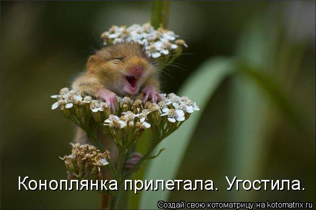 Коноплянка прилетала. Угостила.... Котоматрица: Коноплянка прилетала. Угостила.