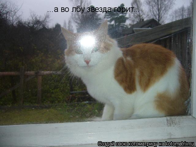...а во лбу звезда горит...... Котоматрица: ...а во лбу звезда горит...