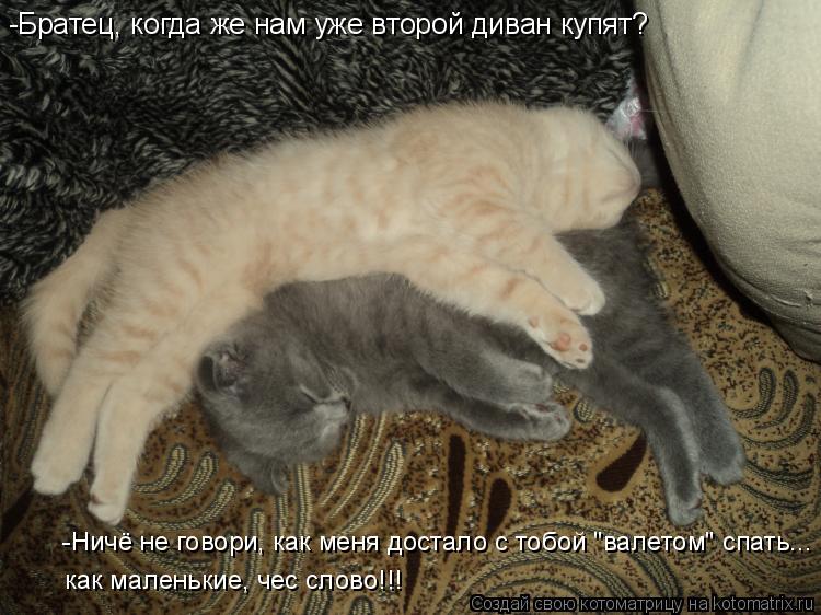 -Братец, когда же нам уже второй диван купят? -Ничё не говори, как меня достало с тобой "валетом" спа... Котоматрица: -Братец, когда же нам уже второй диван купят? -Ничё не говори, как меня достало с тобой "валетом" спать... как маленькие, чес слово!!!
