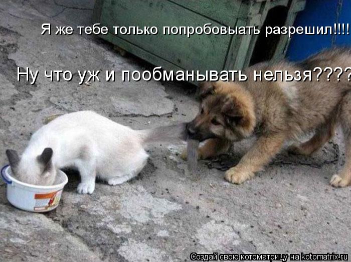 Котоматрица: Я же тебе только попробовыать разрешил!!!! Ну что уж и пообманывать нельзя????
