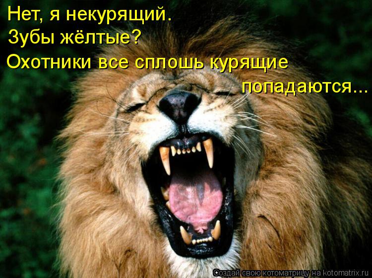 Нет, я некурящий. Зубы жёлтые? Охотники все сплошь курящие попадаются...... Котоматрица: Нет, я некурящий. Зубы жёлтые? Охотники все сплошь курящие попадаются...
