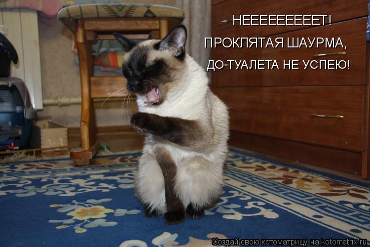 НЕЕЕЕЕЕЕЕЕТ! ДО ТУАЛЕТА НЕ УСПЕЮ! ПРОКЛЯТАЯ ШАУРМА,... Котоматрица: НЕЕЕЕЕЕЕЕЕТ! ДО ТУАЛЕТА НЕ УСПЕЮ! ПРОКЛЯТАЯ ШАУРМА,