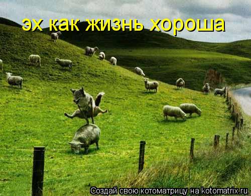 эх как жизнь хороша... Котоматрица: эх как жизнь хороша