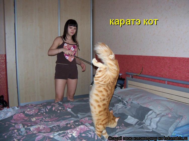 каратэ кот... Котоматрица: каратэ кот