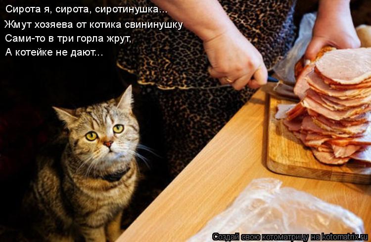 Сирота я, сирота, сиротинушка... Жмут хозяева от котика свининушку Сами-то в три горла жрут, А котейк... Котоматрица: Сирота я, сирота, сиротинушка... Жмут хозяева от котика свининушку Сами-то в три горла жрут, А котейке не дают...
