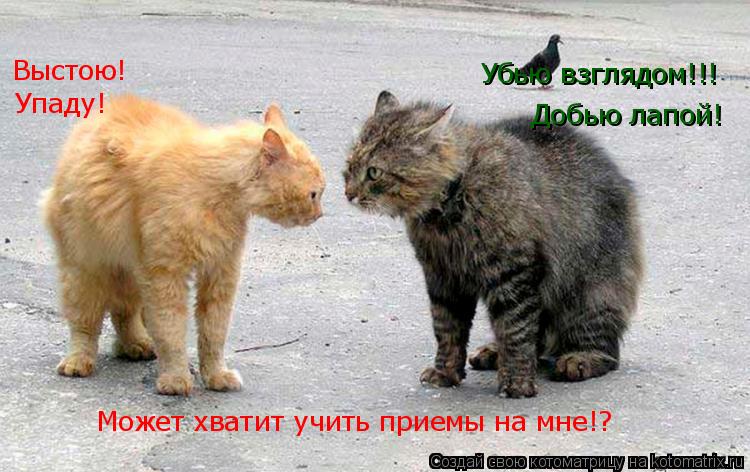 Убью взглядом!!! Выстою! Добью лапой! Упаду! Может хватит учить приемы на мне!?... Котоматрица: Убью взглядом!!! Выстою! Добью лапой! Упаду! Может хватит учить приемы на мне!?