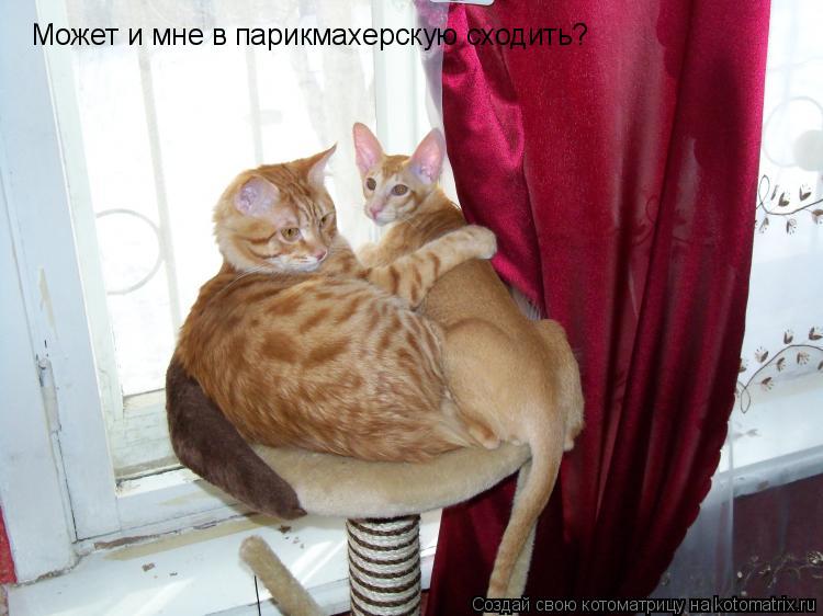 Может и мне в парикмахерскую сходить? Может и мне в парикмахерскую сходить?... Котоматрица: Может и мне в парикмахерскую сходить? Может и мне в парикмахерскую сходить?