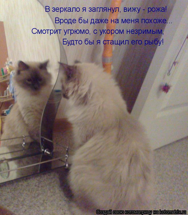 Вроде бы даже на меня похоже... В зеркало я заглянул, вижу - рожа! Будто бы я стащил его рыбу! Смотри... Котоматрица: Вроде бы даже на меня похоже... В зеркало я заглянул, вижу - рожа! Будто бы я стащил его рыбу! Смотрит угрюмо, с укором незримым,