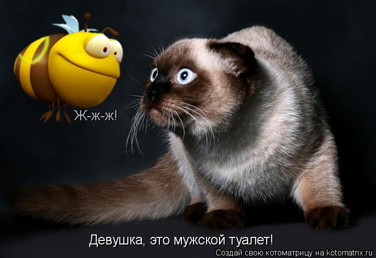 Девушка, это мужской туалет! Ж-ж-ж!... Котоматрица: Девушка, это мужской туалет! Ж-ж-ж!