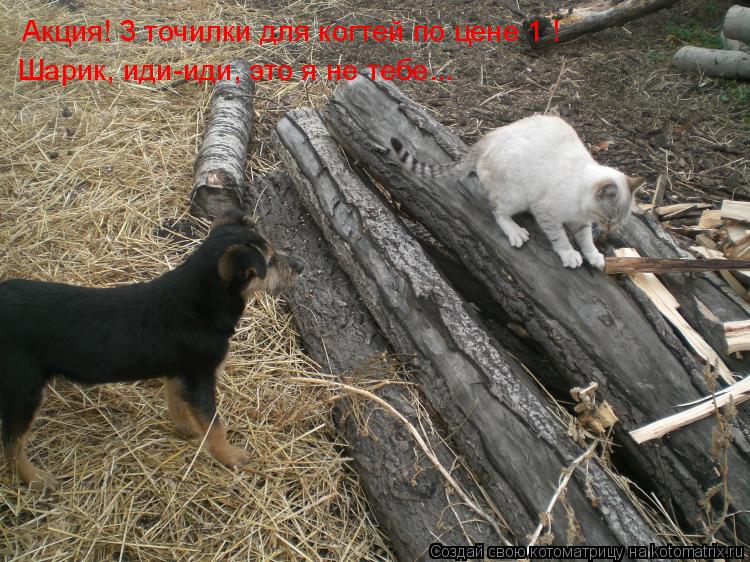 Акция! 3 точилки для когтей по цене 1 ! Шарик, иди-иди, это я не тебе...... Котоматрица: Акция! 3 точилки для когтей по цене 1 ! Шарик, иди-иди, это я не тебе...