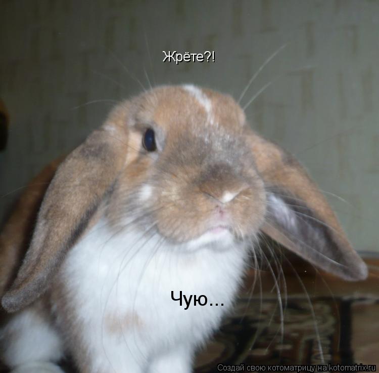 Жрёте?! Чую...... Котоматрица: Жрёте?! Чую...